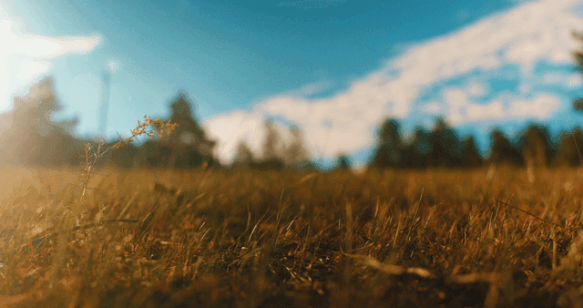 맑은 하늘 아래 야생화가 핀 평화로운 들판