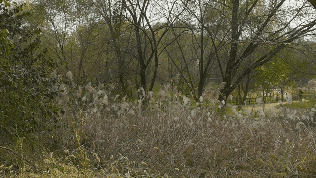 Quiet forest with tall grasses