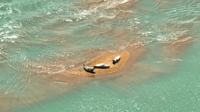 Seals resting on small sandy island