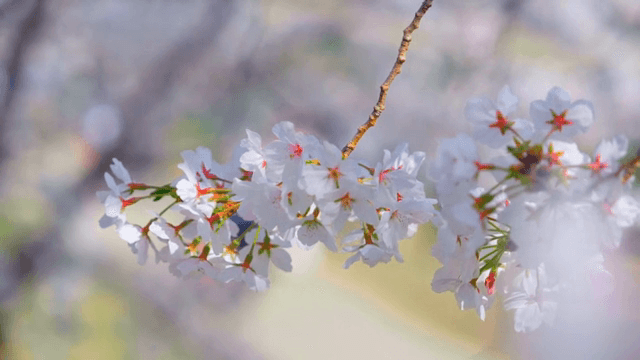 가지에 만개한 벚꽃