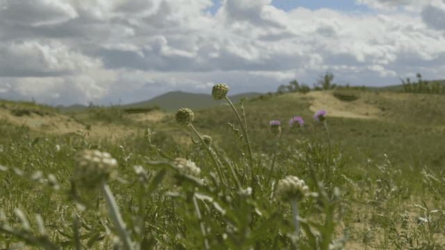 구름 낀 하늘 아래 풀밭의 야생화