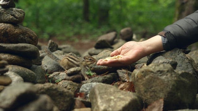 Hand feeding a chipmunk among rocks