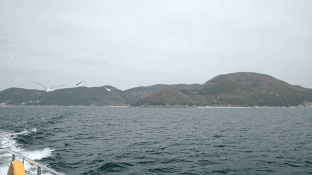 Seagulls flying over sea with island in view