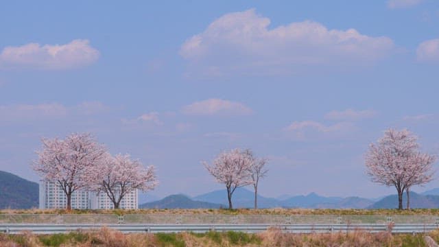 Blossoming Trees by a Cycling Path