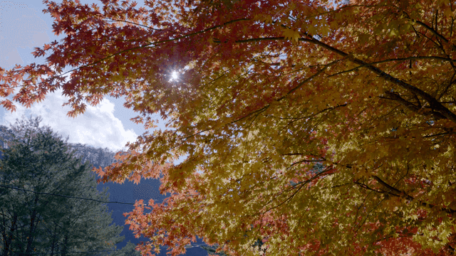 Sunlight filtering through autumn leaves