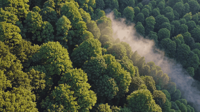 Green forest shrouded in morning mist