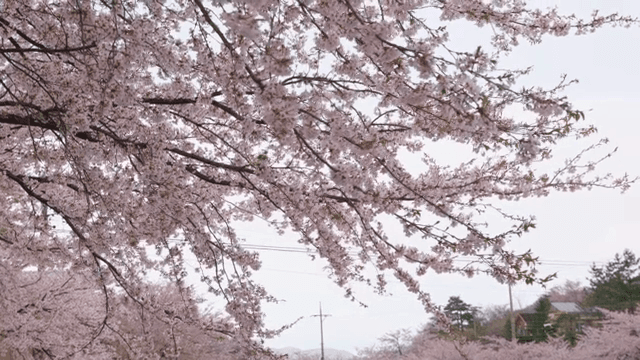 벚꽃이 늘어선 경치 좋은 도로