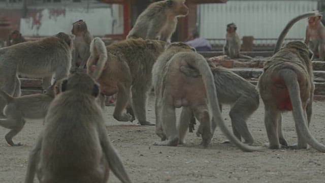 땅 위에서 빠르게 달리는 원숭이들