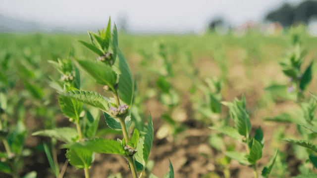 Field of small-flowered green mint plants