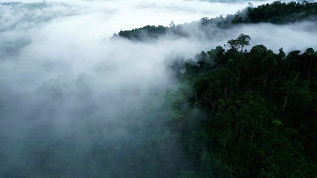 Misty forest with lush green trees