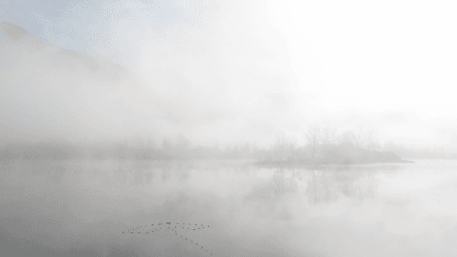 Foggy lake and trees