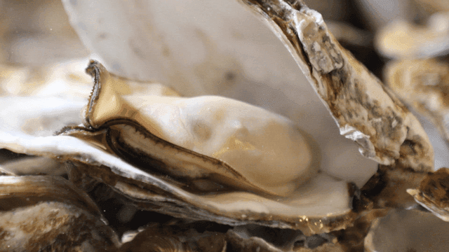 Steamed fresh oysters with shells open
