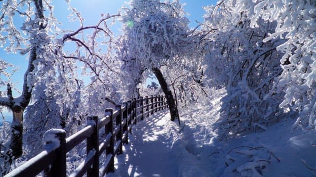 Walking along a forest path covered in snow during the day