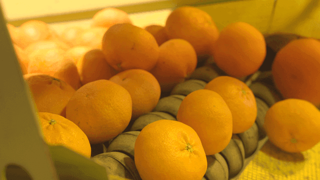 Tangerines rolling on factory conveyor belt