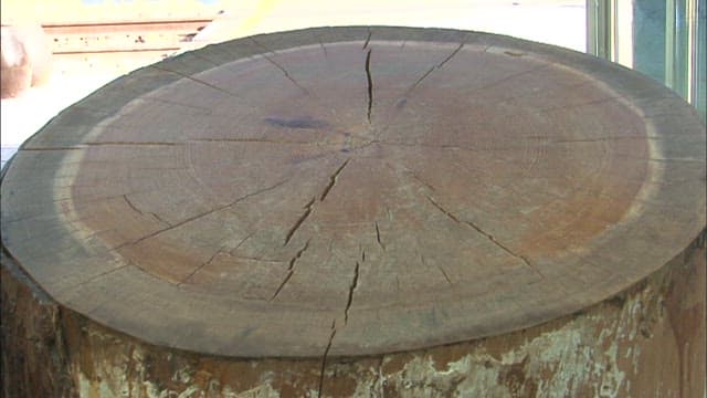 Close-up View of a Wooden Log's Growth Rings