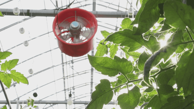 온실 잎 사이로 비치는 햇빛