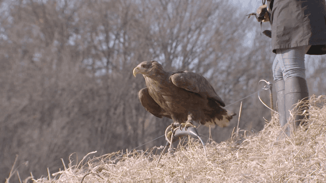 White-tailed eagle taking off from field