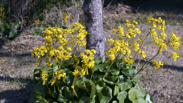 Yellow flowers blooming under a tree