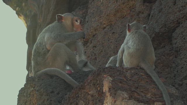 Monkeys Resting on Stone Structure