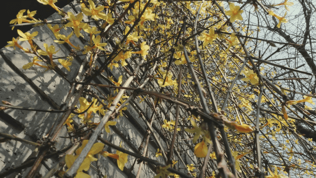 벽에 피어있는 노란 꽃들