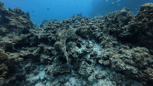 Underwater coral reef with diverse marine life