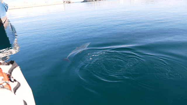 Dolphins swimming near boat in clear water