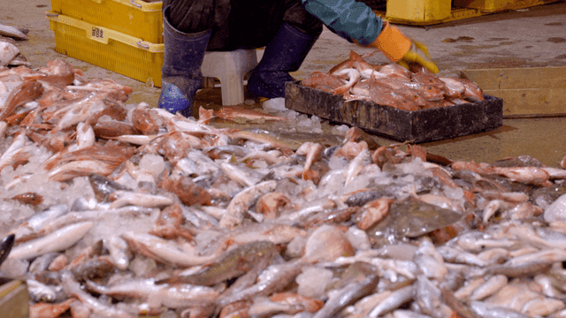 Sorting fish at a bustling fish market