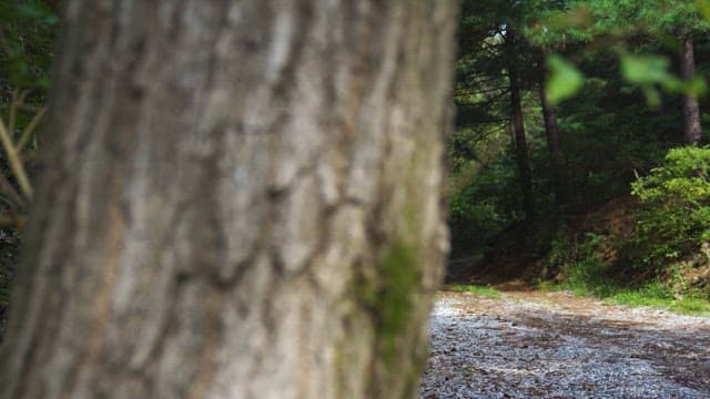 햇살 비치는 고요한 숲길
