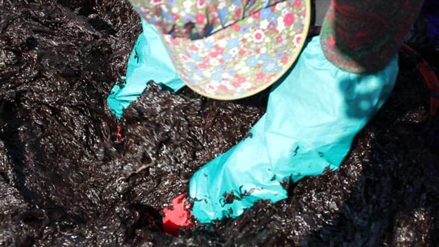 장갑을 끼고 파래를 다루는 사람