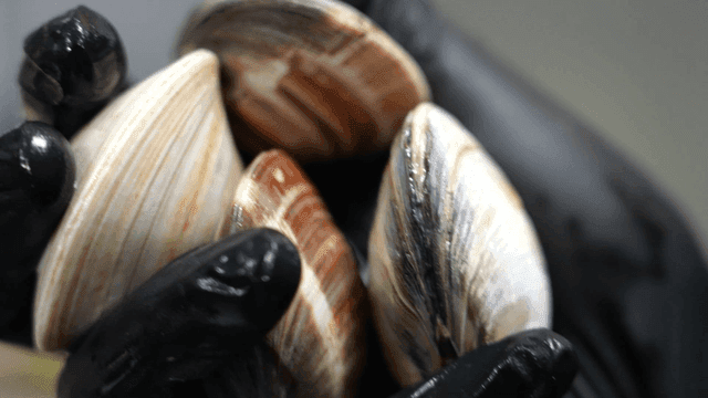 장갑 낀 손에 들린 신선한 조개