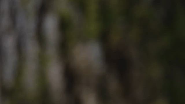 입구에 바위가 있는 조용한 숲길