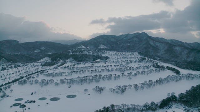 눈 덮인 소나무 숲과 산의 배경