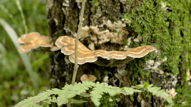Mushrooms growing on a mossy tree trunk