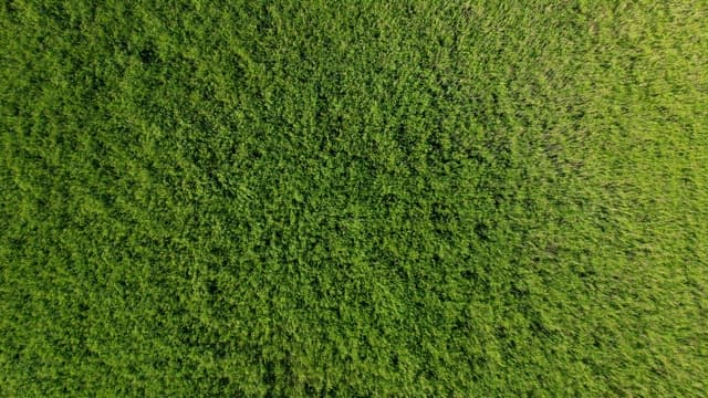 위에서 내려다 본 녹색 물결 일렁이는 들판