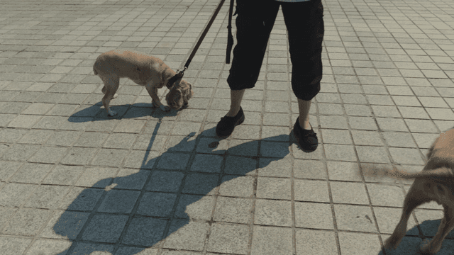 맑은 날 두 마리의 개가 만나는 모습