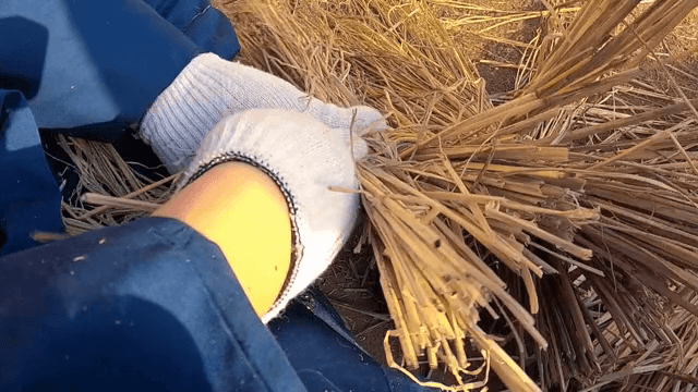 야외에서 짚 다발을 묶는 손