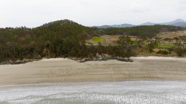 Serene beach with surrounding forest