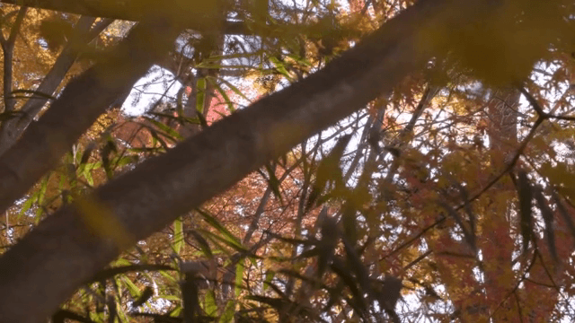 숲 속의 다채로운 가을 잎사귀