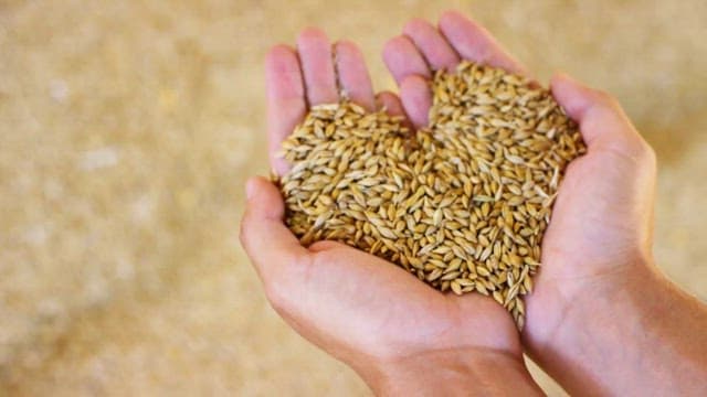 Hands holding a pile of barley