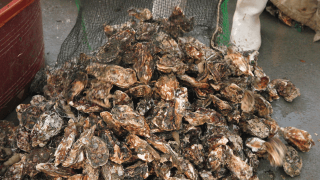 Oysters being poured from a net