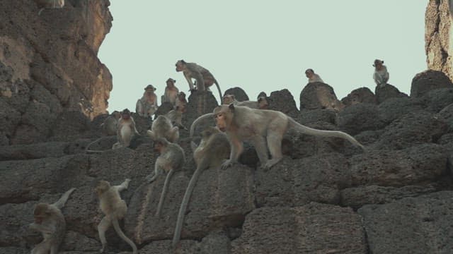 Group of Monkeys Resting and Playing on Stone Structure