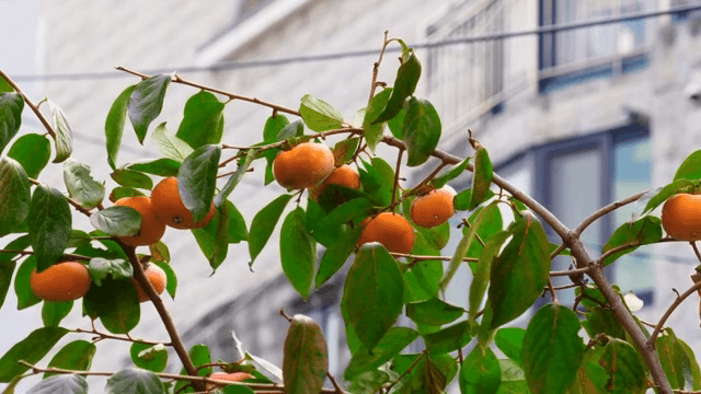 잘 익은 감이 달린 감나무