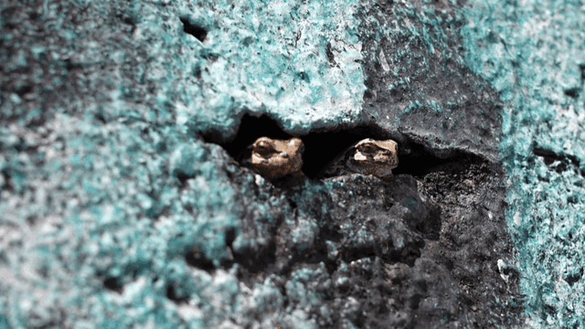 Two frogs peeking from a wall crevice