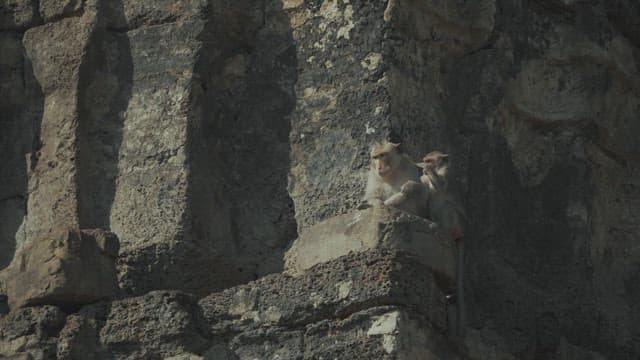 Monkeys Resting on a Stone Structure in Ancient Temple