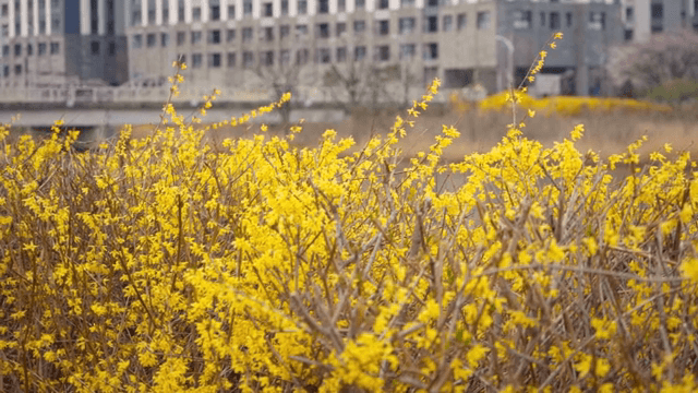 도시 풍경 근처에 핀 노란 꽃들