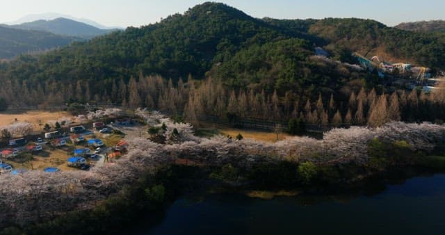 Scenic cherry blossom campsite with mountains and Ferris wheel