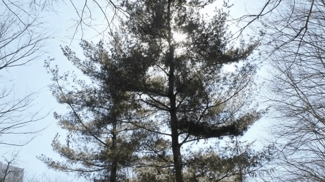 공원 나무 사이로 비치는 햇빛