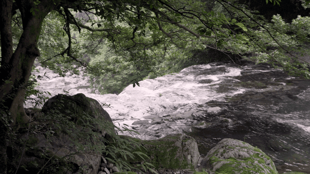 Quiet stream flowing through forest