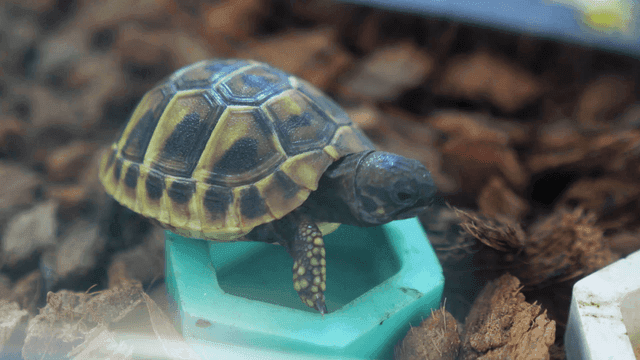 Small turtle moving inside terrarium