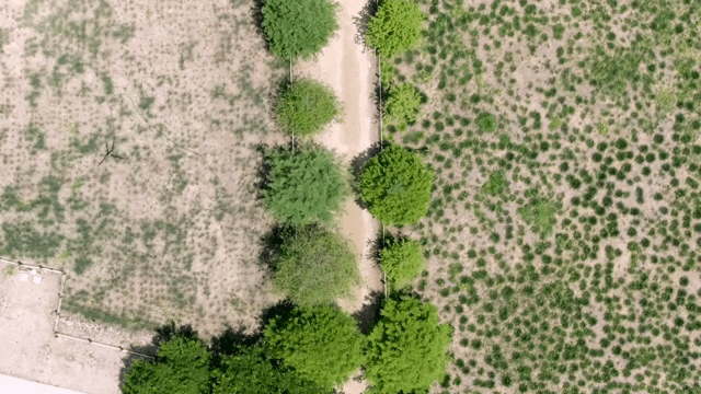 길과 나무가 있는 공원의 항공 뷰